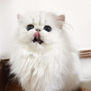 男朋友🐔好大c了我小说
